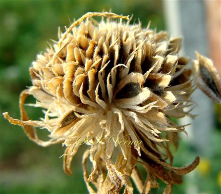  Fruiting head bearing Disc Achenes and Paleae